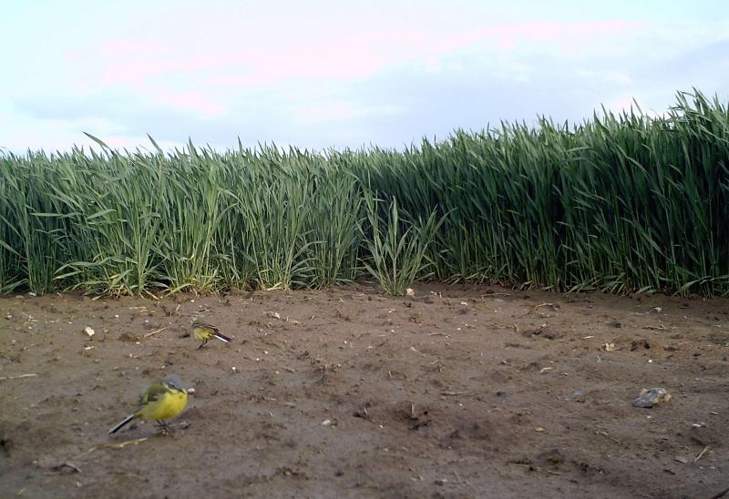 Des petits visiteurs pris sur le vif dans un plot.