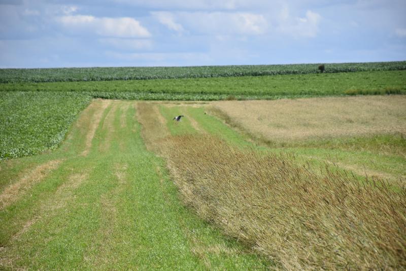 Les plaines accueillent plusieurs espèces en leur sein, dont ce héron qui prend son envol.