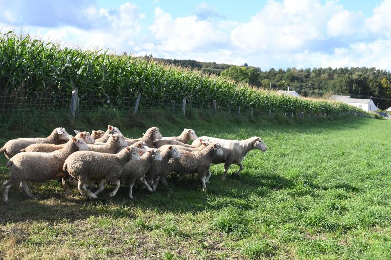 La race Ile de France a pour la particularité de pouvoir désaisonner. L’éleveur peut ainsi répartir les agnelages sur toute l’année.