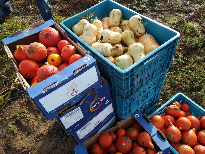 Le 11 octobre, 291 kg de légumes ont été glanés à la ferme de la Sève à Mellet.