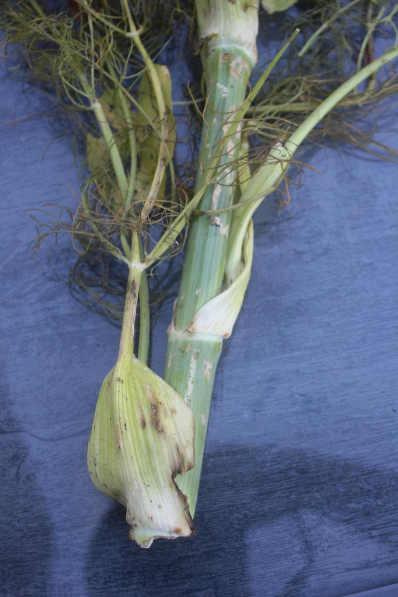 La montée à graines est induite par les jours longs de l'été. Le stress hydrique  peut l'induire également en d'autres saisons.