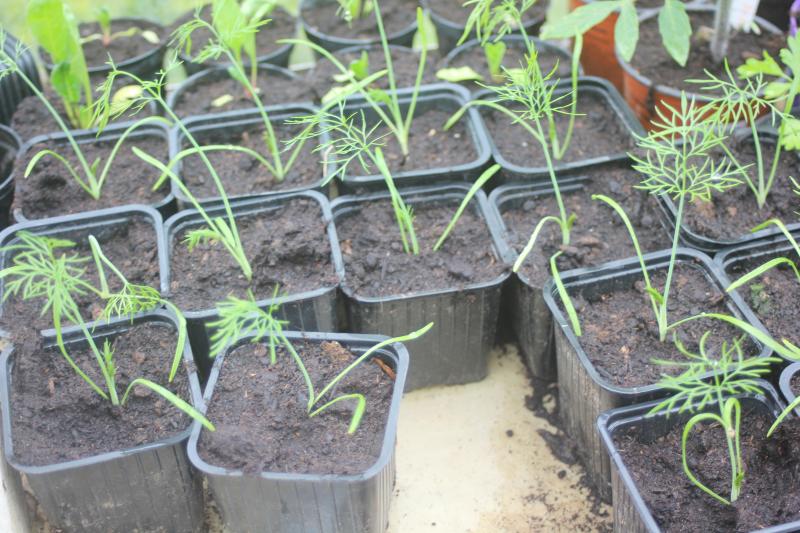 Quand les quantités produites sont limitées, l'élevage se fait souvent  sur la ferme maraîchère elle-même.