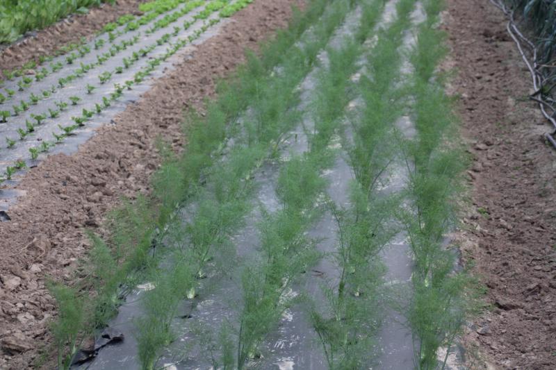 La plantation sur film plastique facilite l'entretien. L'irrigation est nécessaire  pour maintenir une croissance soutenue.