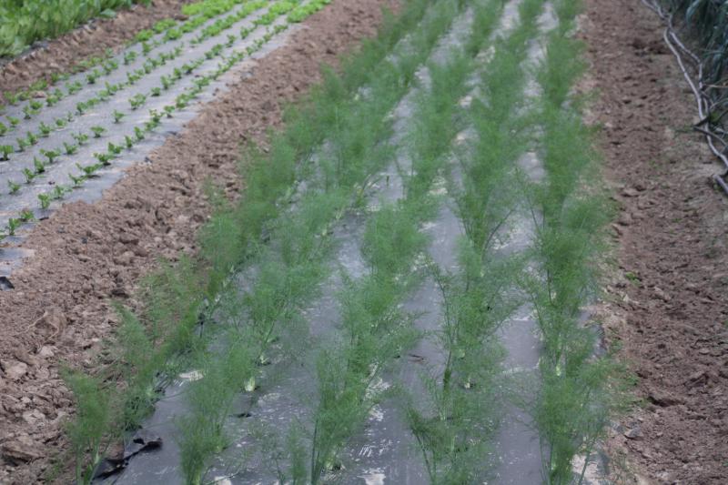 La plantation sur film plastique facilite l'entretien. L'irrigation est nécessaire  pour maintenir une croissance soutenue.