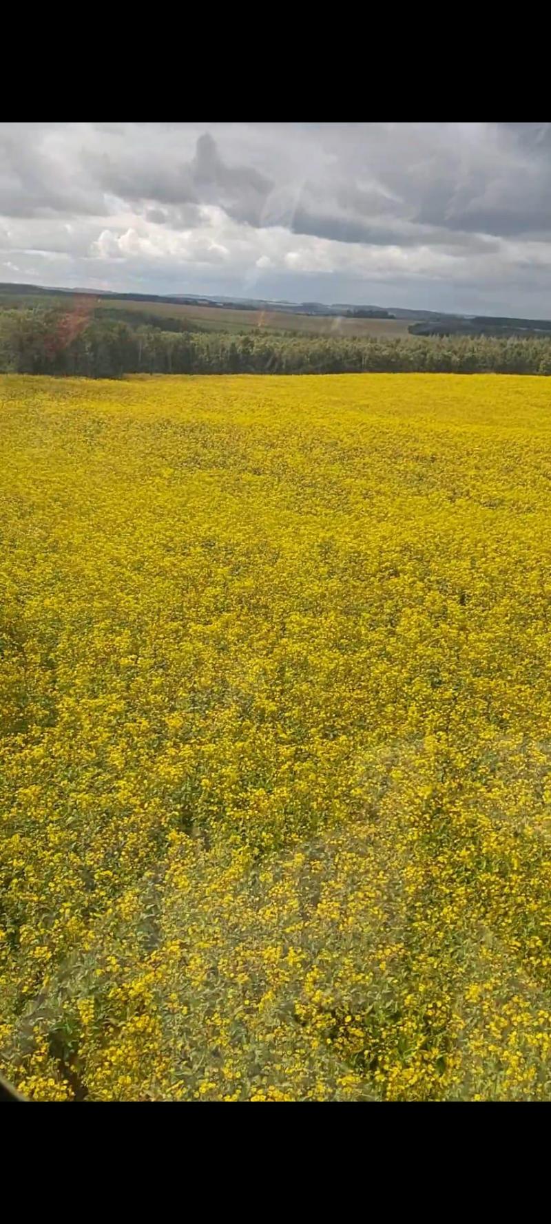 La silphie se reconnaît à ses fleurs jaunes attirant de nombreux pollinisateurs.