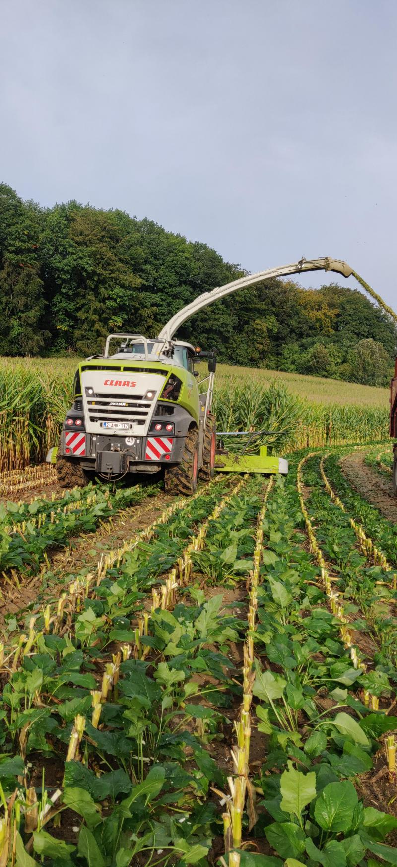 La silphie peut être associée au maïs et ne craint pas le passage des engins de récolte.  « La reprise de végétation se déroule sans anicroche au printemps suivant, même là  où l’ensileuse et les bennes sont passées », témoigne Gilles Manssens.