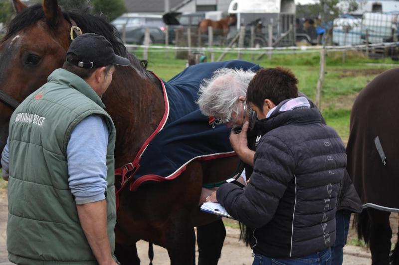 Auscultation des chevaux au terme du routier.