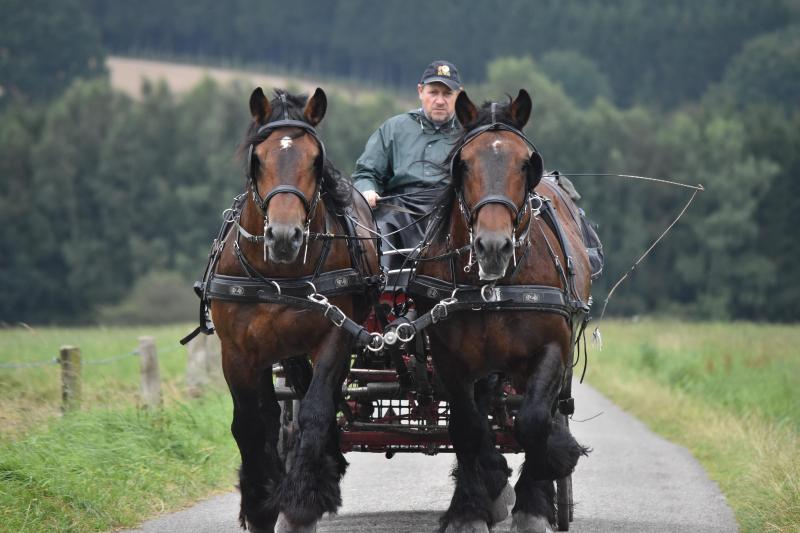 Arrivée au petit trop avec des chevaux en forme physique optimale.