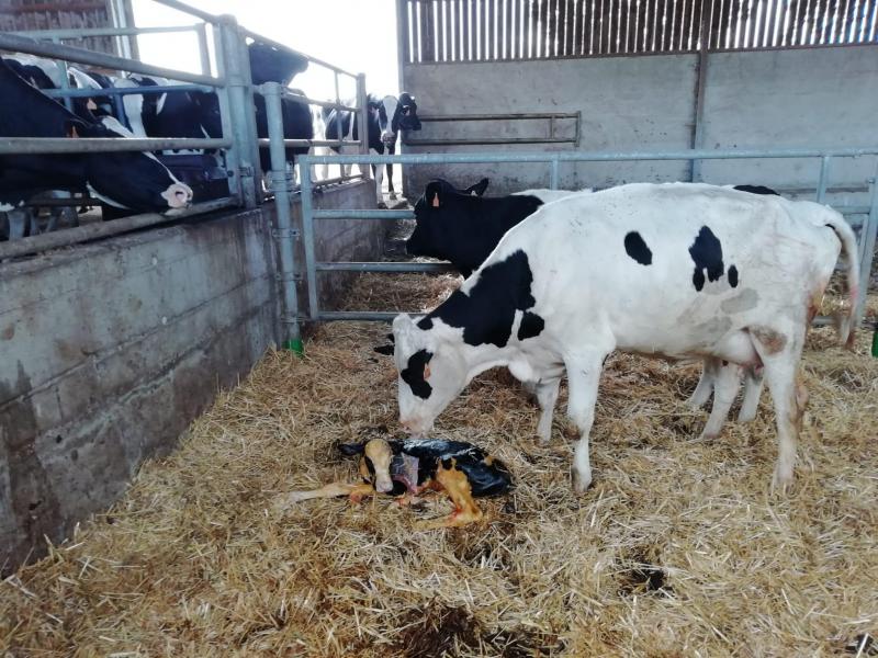 Le manque de liquide chez les vaches qui viennent de vêler n'est pas seulement dû à la perte de liquide, mais aussi au fait que les vaches mangent et boivent à peine en raison  des changements hormonaux qui se produisent au moment du vêlage.