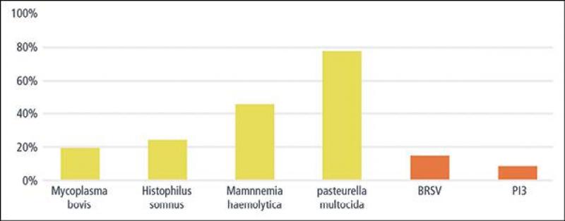 Graph. 1: Prévalence apparente des pathogènes respiratoires majeurs sur lavage bronchoalvéolaire et écouvillons nasaux (sept 20 - août 21)