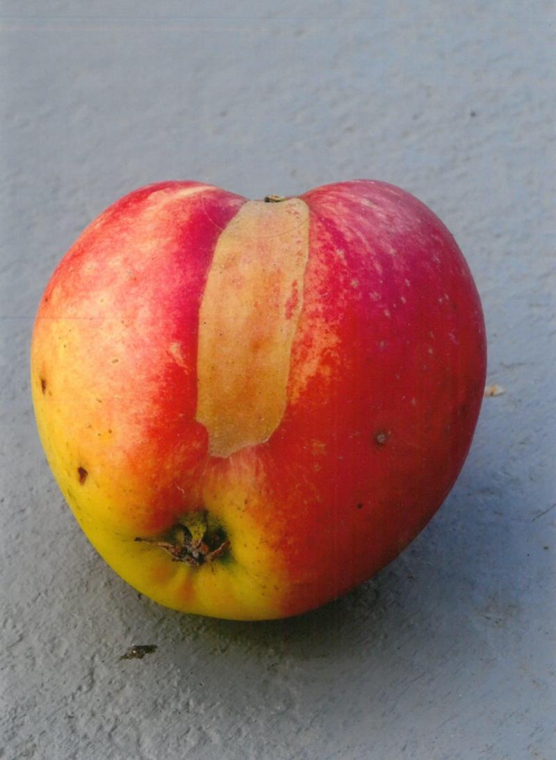 Effet du gel floral sur pomme.