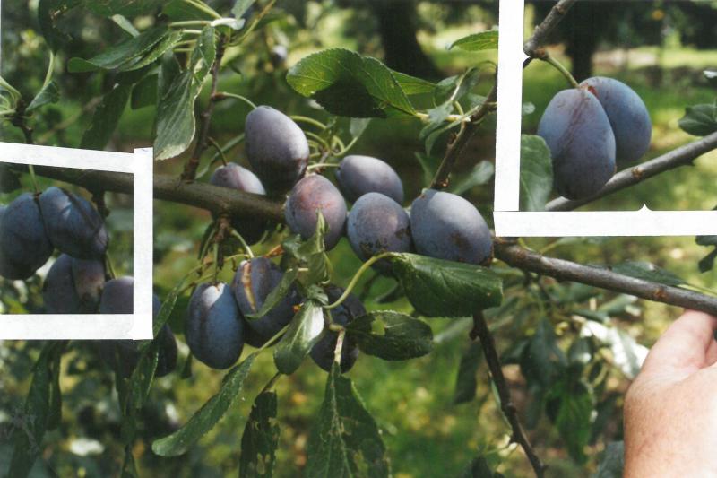 Présence de prunes doubles, à gauche et à droite.