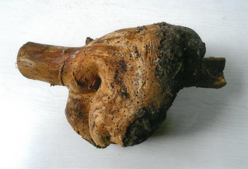 Bourrelet de greffe sur pommier.