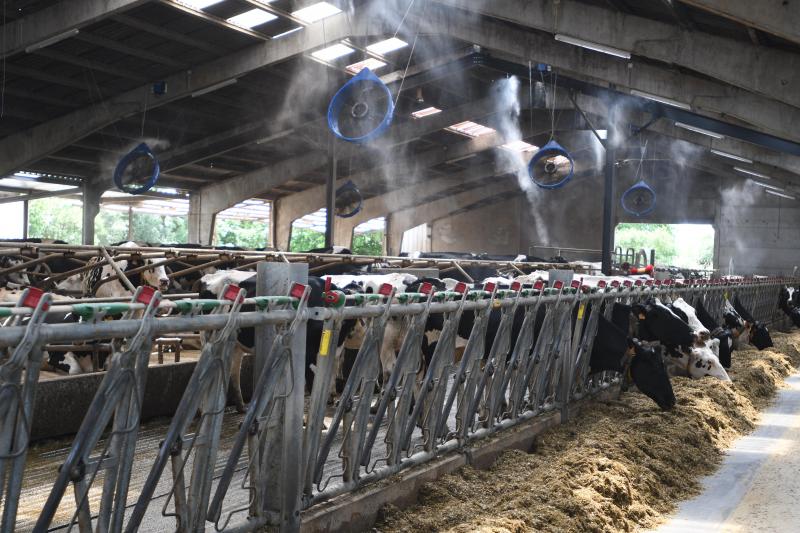 La brumisation accompagnée d’une ventilation mécanique permet de rafraîchir l’environnement de l’animal. Les zones brumisées sont appréciées des vaches. A éviter lorsque l’on est sur des taux d’humidité élevés en bâtiment.