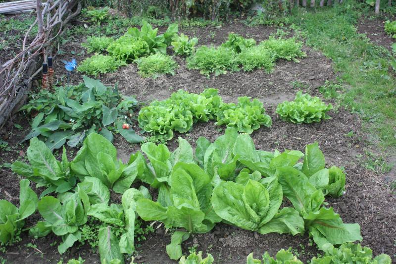 En particulier pour les potagers de petite taille, nous travaillons par zones plutôt que par bandes. Pour éviter de piétiner inutilement les zones de production, nous pouvons marcher sur des planches amovibles.