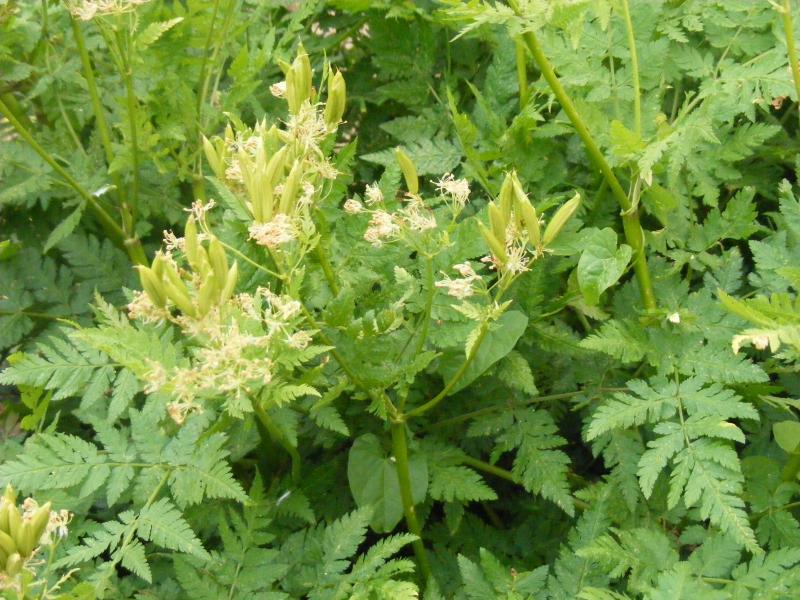 Si nous réservons un ou des espaces pour des plantes pérennes, ils s’ajoutent au nombre des zones en rotation.