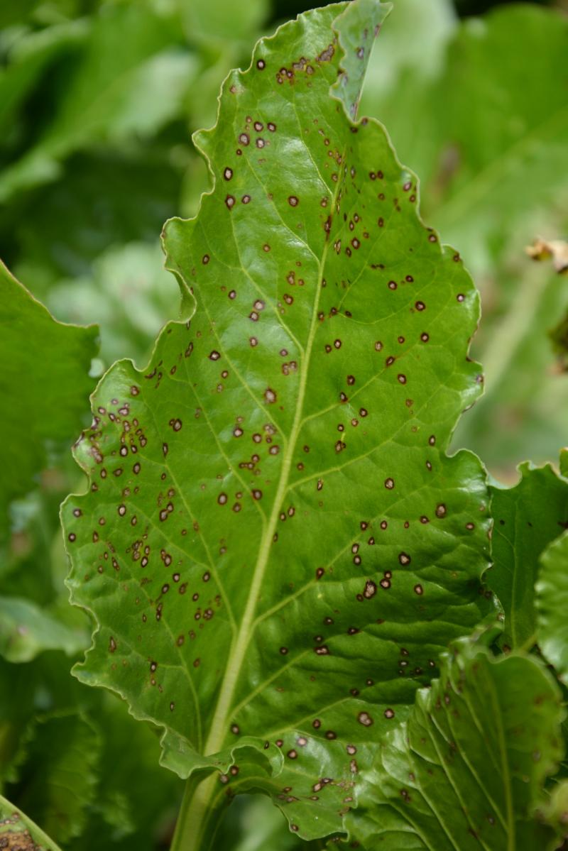 Parmi les maladies foliaires, la cercosporiose est certainement la plus dommageable car les traitements ne sont pas curatifs et d’une action réduite dans le temps. Choisir une variété plus tolérante est donc important pour maintenir un feuillage sain plus longtemps.