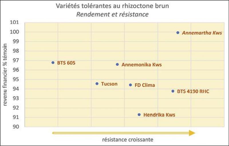 Figure 1: tolérance des variétés au rhizoctone brun (2019-2021). «Outre le rendement, le choix doit se porter sur la tolérance à la pourriture en fonction de la parcelle», recommande l’Irbab. Les nouvelles variétés sur 2 ans sont renseignées en italique.