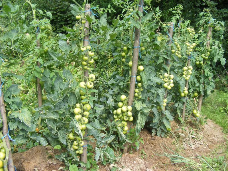 Des branches d'élagage forment d'excellents tuteurs robustes pour supporter la prise au vent de  ces tomates montées à 6 bouquets soit 1,8 m de haut et enterrés de 0,4 m au moins.