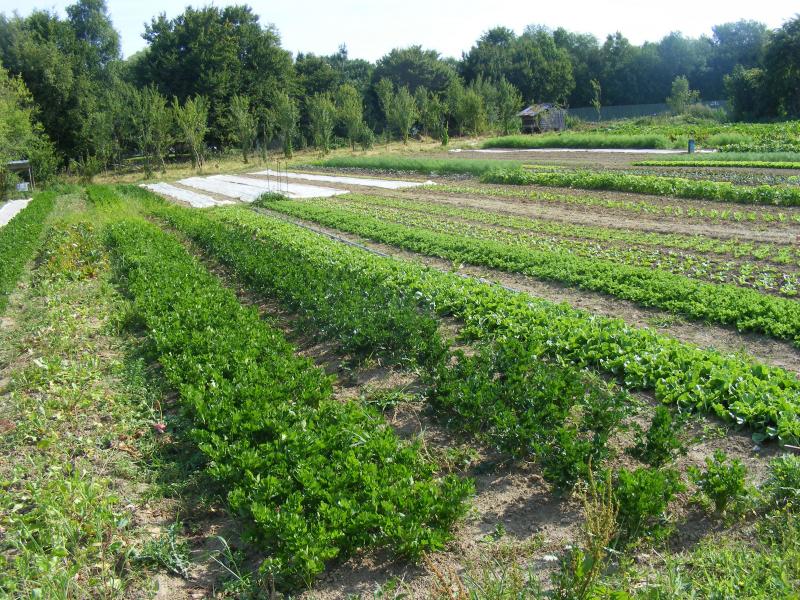 L'organisation des parcelles permet de rationaliser les besoins en main-d'oeuvre.