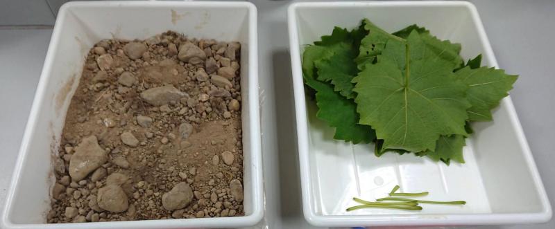 L’analyse de sol et l’analyse des plantes sont complémentaires pour piloter la fertilisation. Pour les analyses de plantes, on analyse couramment la teneur en éléments minéraux dans les pétioles de feuilles à la véraison.