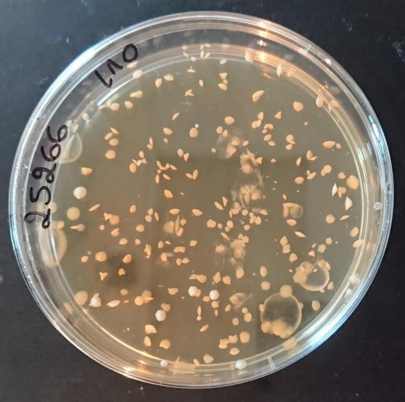 Mesure de viabilité des levures Saccharomyces cerevisiae.