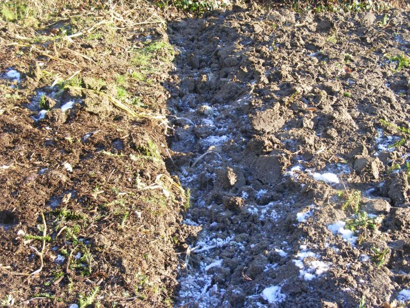 Le compost de l'année dernière est amené au potager. Il peut être incorporé dans les premiers centimètres du sol ou être posé en surface (mulching).