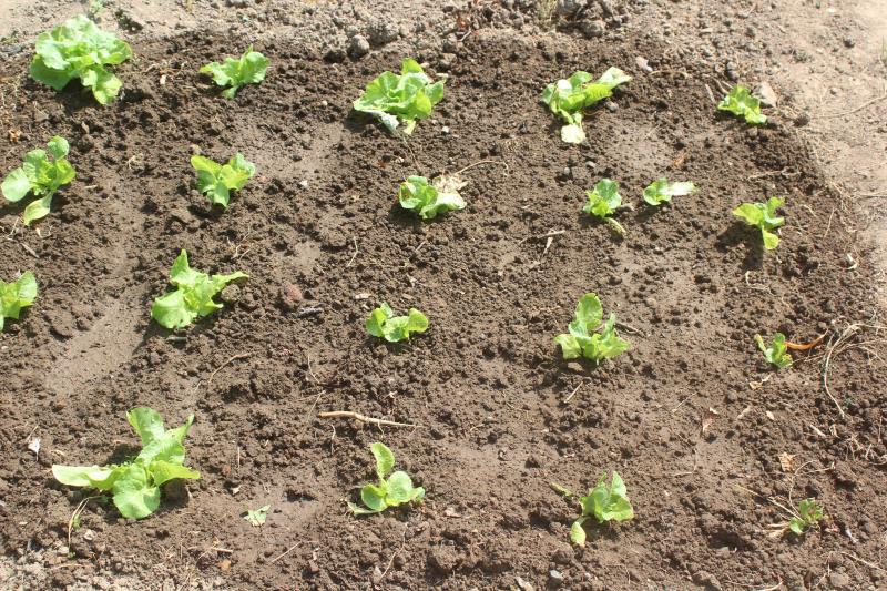 Les traces de pas compriment le sol et diminuent son aération. L'effet négatif se constatera sur la qualité et le production des légumes voisins.