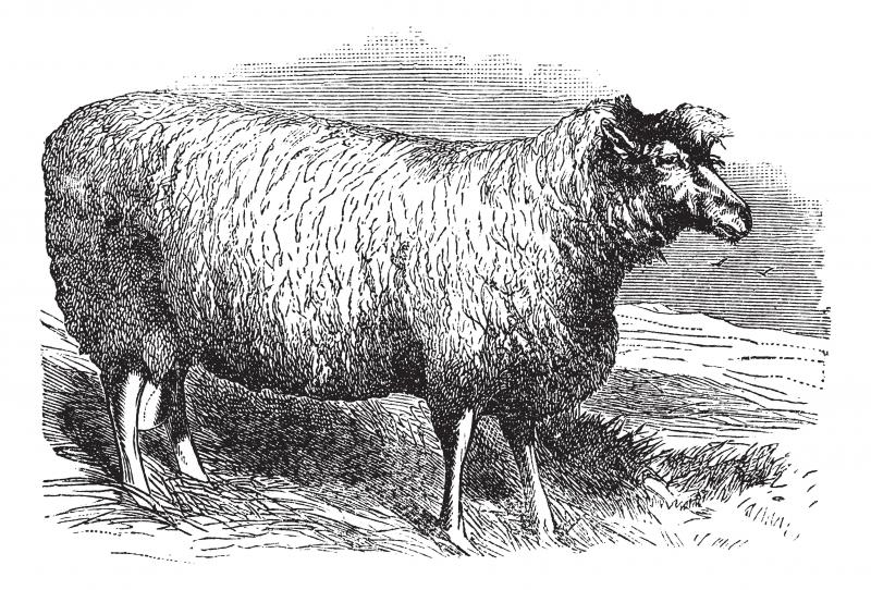 R. Bakewell a développé le mouton Leicester , un animal en forme de tonneau qui produisait une longue laine grossière et fournissait également un bon rendement en viande grasse de haute qualité.