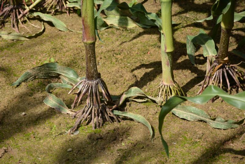 Vu que le maïs grain doit rester au champ jusqu’à un stade de maturité très avancé, on veillera à opter pour des variétés présentant une très bonne tenue de tige.