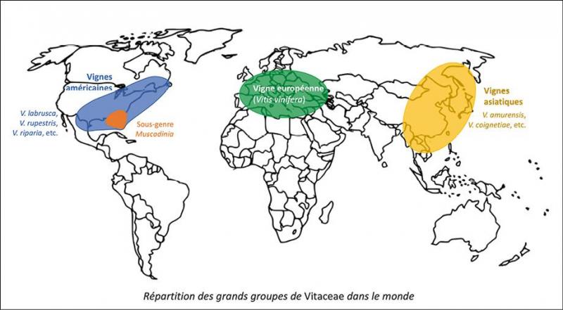 Répartition des grands groupes de Vitaceae dans le monde.