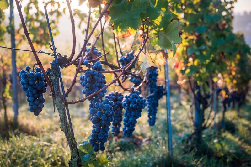 Le défi à venir pour Vin de Liège se situe au niveau des vins rouges dont la demande ne cesse de croître. Pour ce faire, la coopérative s’est tournée vers de nouvelles variétés résistantes venues d’Italie et de Suisse.