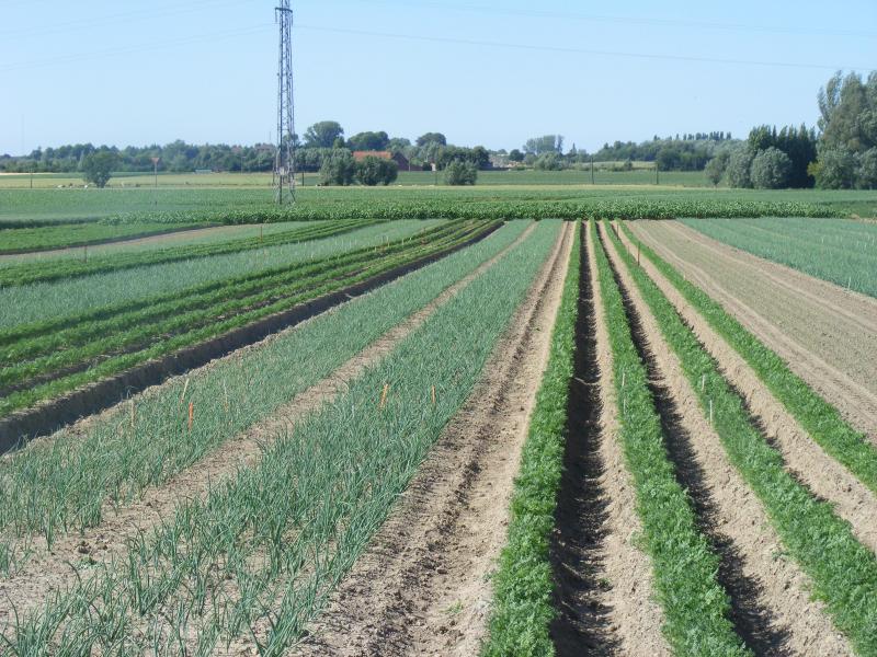 Il est difficile de produire une très large gamme de légumes différents. Des choix sont  nécessaires pour permettre l'emploi de machines pour soulager le besoin en main-d'œuvre.