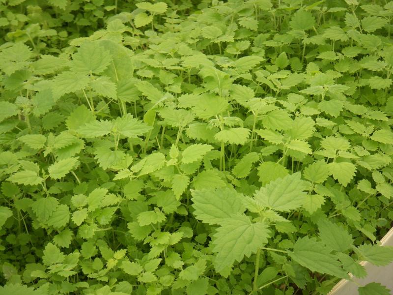 En 2017, sous l’impulsion de l’ITAB (Institut de l’agriculture et l’alimentation biologiques), l’Europe a reconnu l’ortie (Urtica dioica) pour ses propriétés fongicides, insecticides et acaricides et a facilité sa mise sur le marché via la reconnaissance comme «substance de base».