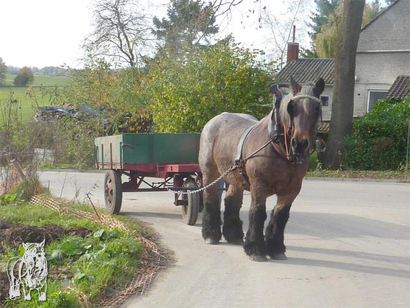 Le tombereau à trois roues était très utile dans les fermes. Celui-ci est de facture récente.  Le cheval a une robe rouanne.