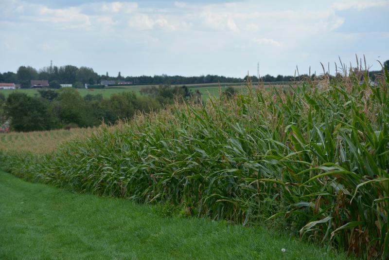 Pas moins de 44 variétés ont été mises à l’épreuve l’an dernier, dans un réseau spécialement dédié  aux régions agricoles du sud du pays.
