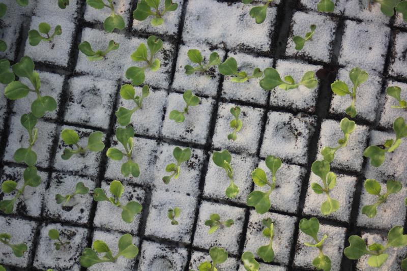 Les températures d'élevage des plantules détermine la vitesse de développement et aussi la sensibilité à la montaison précoce de bon nombre d'espèces maraîchères.