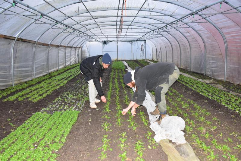 Sur le terrain «BelleVue», plusieurs variétés de salades, des tomates, des concombres, des haricots, des bettes, des épinards, du persil, du cerfeuil, des fleurs comestibles, des herbes aromatiques et bientôt des courgettes.