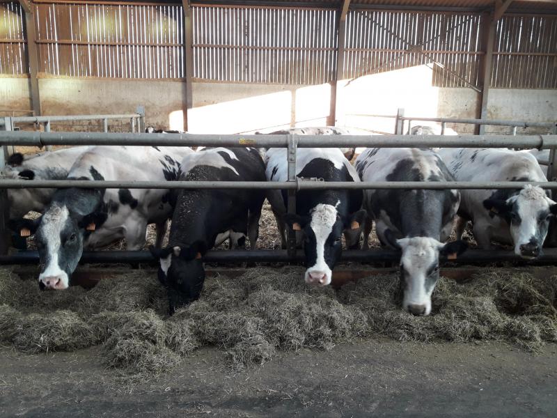 A la Ferme de Way « on réalise les naissances, l’élevage, la sélection, l’engraissement et la finition des bêtes sur la ferme ».