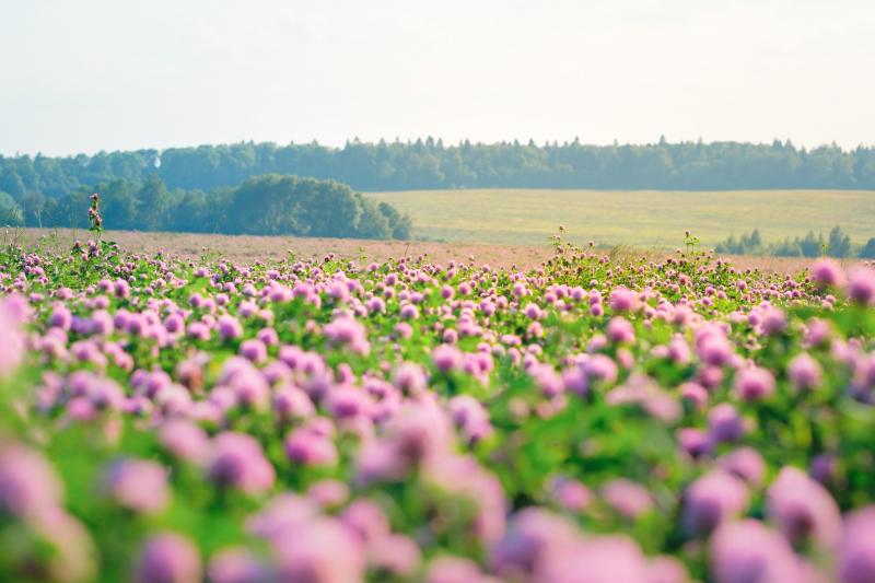 Une culture intercalaire de trèfle violet : une espèce dont les racines fixent  l’azote atmosphérique, qu’elles restitueront ensuite au sol.  Un exemple d’engrais vert efficace entre deux cultures.