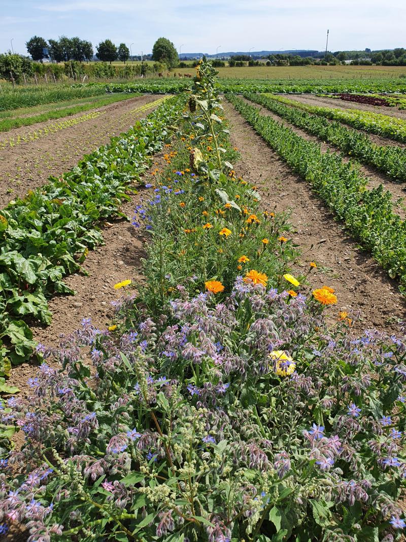 Bandes d’espèces mellifères entre les planches de cultures maraîchères  chez Marc et Delphine Maréchal, producteurs labellisés  Nature et Progrès (Les Pieds sur Terre à Bastogne).