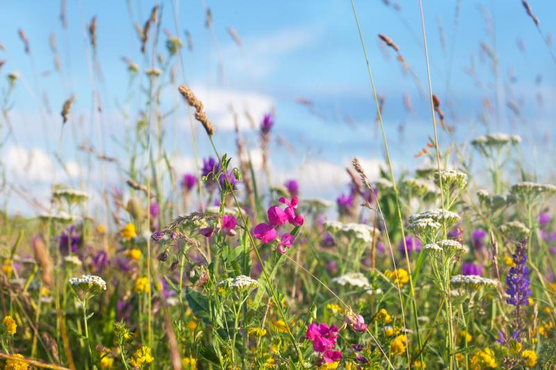 Un exemple de bandes fleuries mixtes. On y distingue des graminées, des légumineuses (sainfoin, lotier corniculé,…)  et des espèces floricoles telles que l’achillée millefeuille, la vipérine…