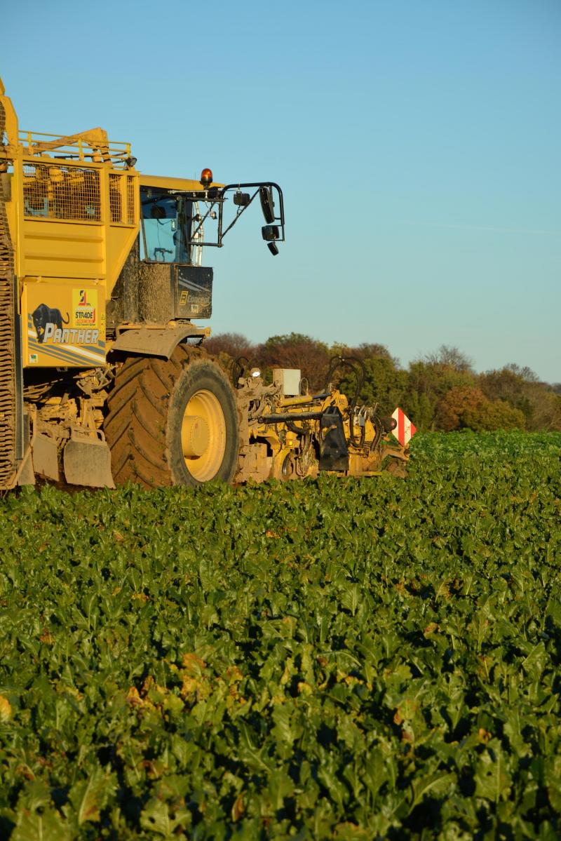 Avant d’être admises au Catalogue national et cultivées en plein champ, les nouvelles variétés de betterave sucrière subissent une batterie de test visant à les caractériser au mieux.