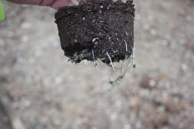 Examinons régulièrement le développement des radicelles dans le godet.  Quand elles commencent à sortir de la motte, il est temps d'envisager la plantation  à l'emplacement définitif ou la transplantation dans un contenant plus volumineux.