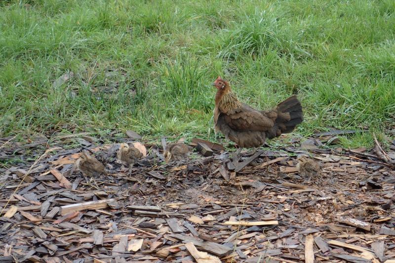 La poule, animal craintif de nature, et ses poussins se fondent parfaitement  dans leur habitat naturel.