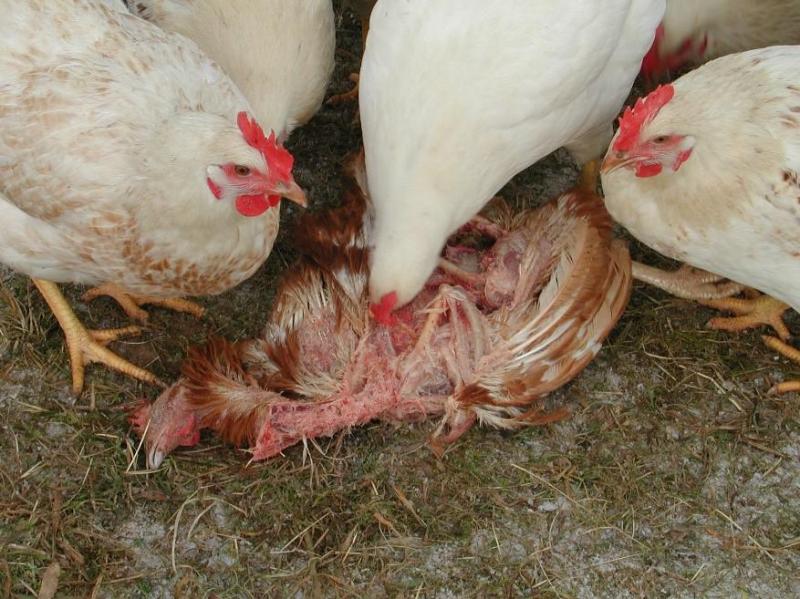 Le picage peut mener à du cannibalisme, soit en lien avec les blessures occasionnées,  soit en lien avec la découverte d’un cadavre sur le sol.
