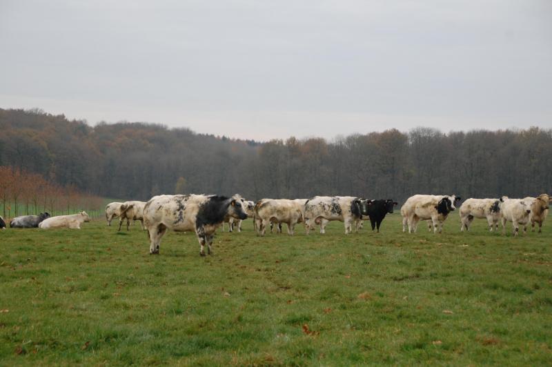 La Blanc-Bleu Belge, reine des pâturages wallons.