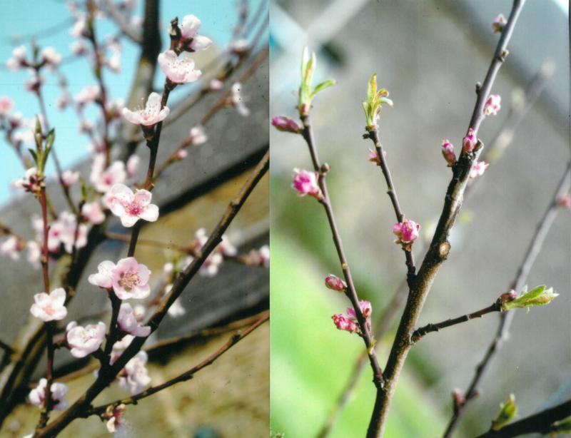 Les pêchers peuvent présenter, selon les variétés, des fleurs à pétales roses étalés (= fleurs rosacées, à gauche) ou à pétales rouges formant une coupe (= fleurs campanulées, à droite).