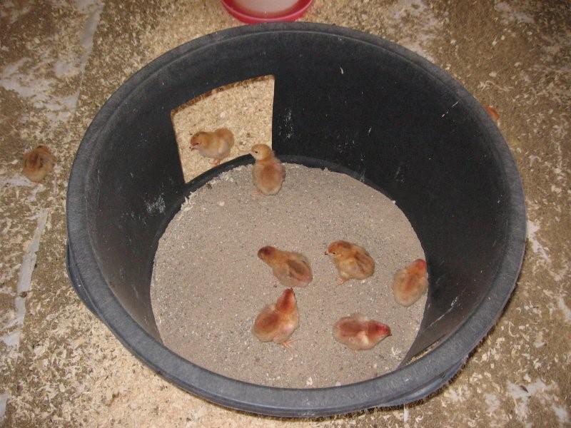 Les bains de poussière sont importants, et ce dès le plus jeune âge!