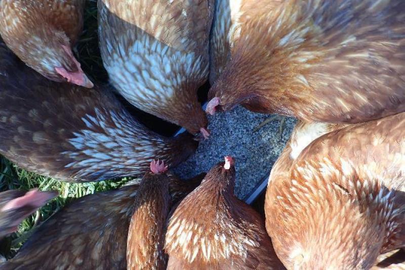 Les gastrolithes sont comme des dents pour les poules. Il faut donc leur apprendre à en manger dès leur plus jeune âge.